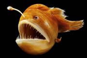 深海灯笼鱼 深海生物 